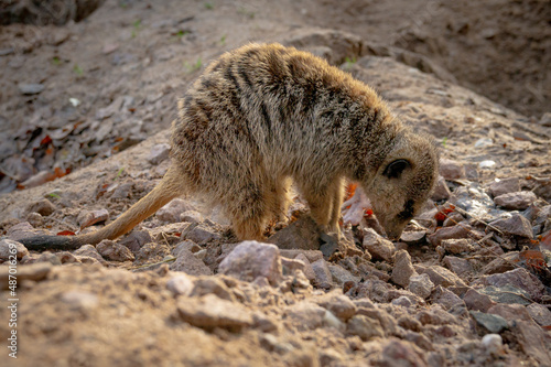Meerkats looking for food