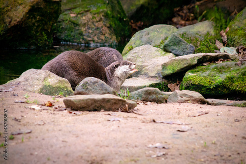 Otters in the wild
