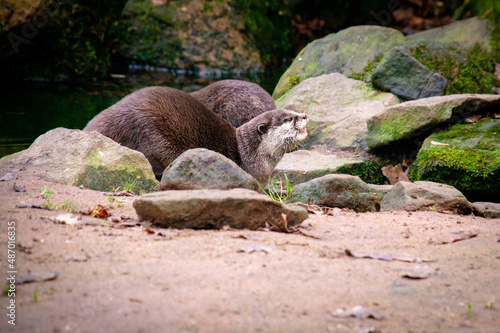Otters in the wild