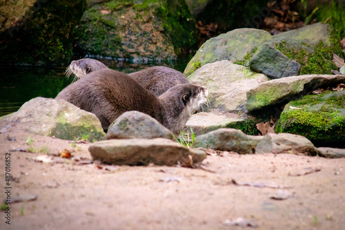 Otters in the wild