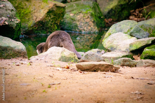 Otters in the wild