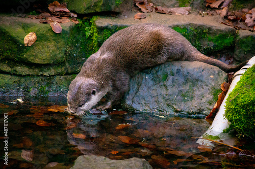 Drinking otter