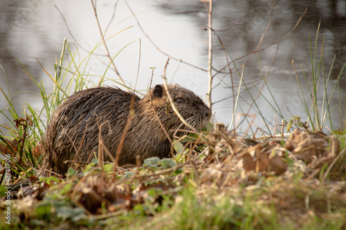 At the beaver dam
