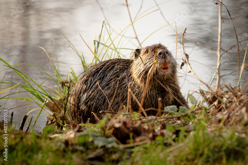 At the beaver dam