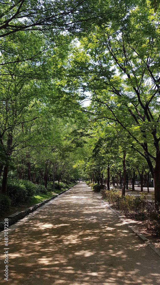 Fototapeta premium Park, spring, summer, forest, lake