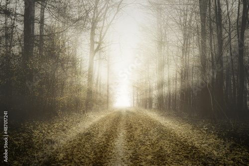 The path into the light