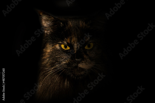 Mysterious Cat