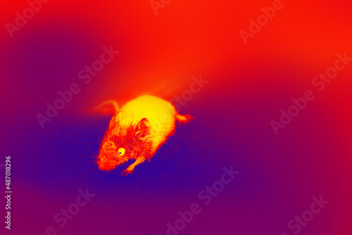 A gray mouse with big eyes in close-up. A wild animal has entered the house. Illustration of thermal image