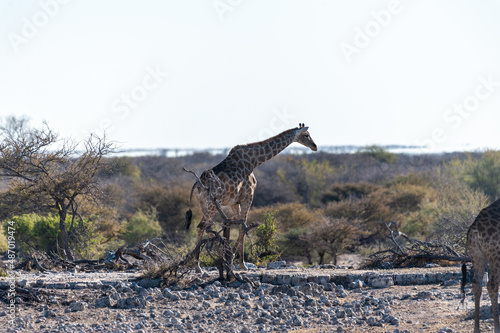 Angolan Giraffes - Giraffa giraffa angolensis- eating from the bushes on the plains of Etosha national Park in Namibia.