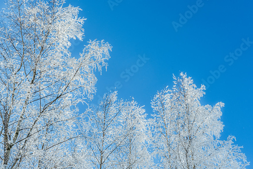 Snow covered trees against clear blue sky. Winter nature background.