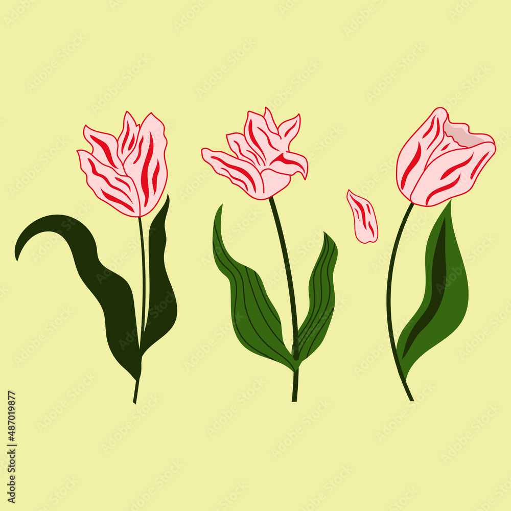 Set of hand drawn tulips flowers, modern flat illustration.