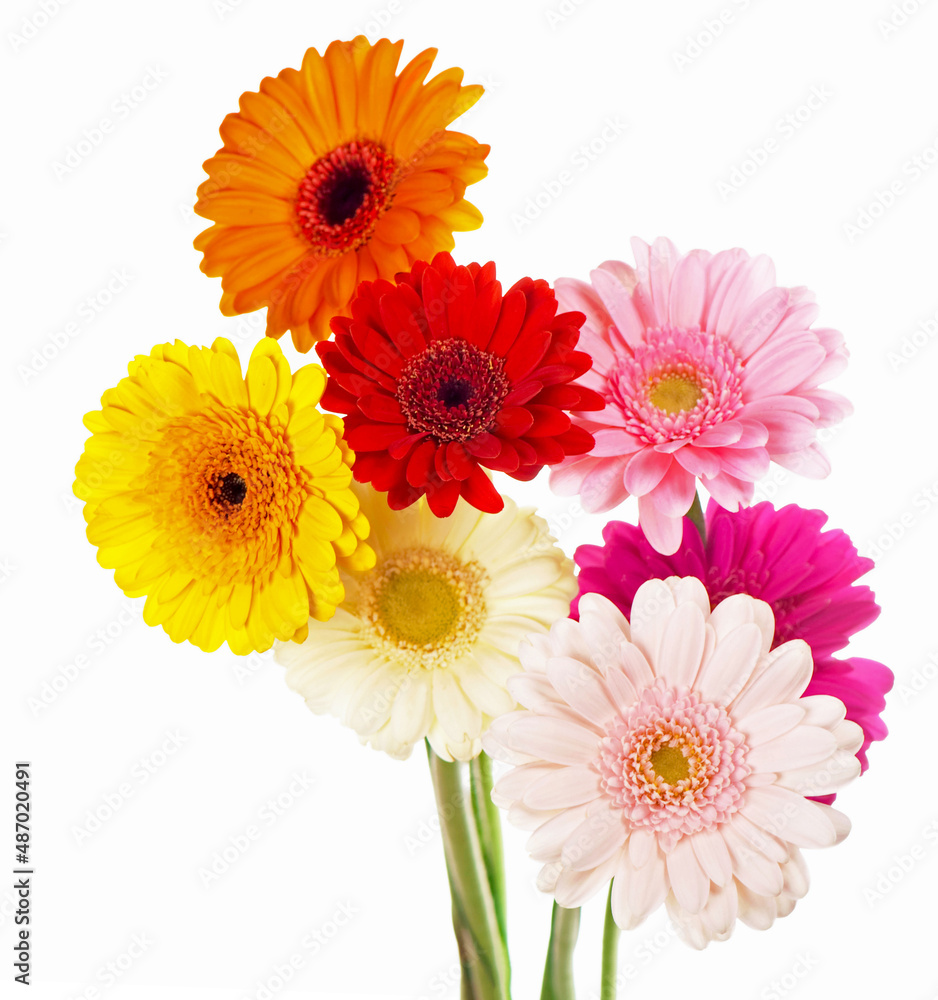 colorful daisies isolated on white background colorful daisies isolated on white background