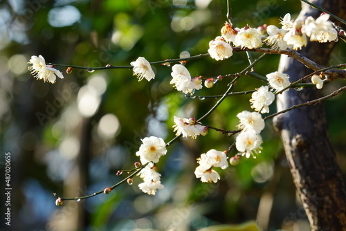 白い梅の花の枝