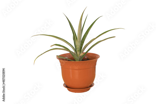 A beautiful pineapple planted in the pot isolated on white background - How to care for pineapples concept