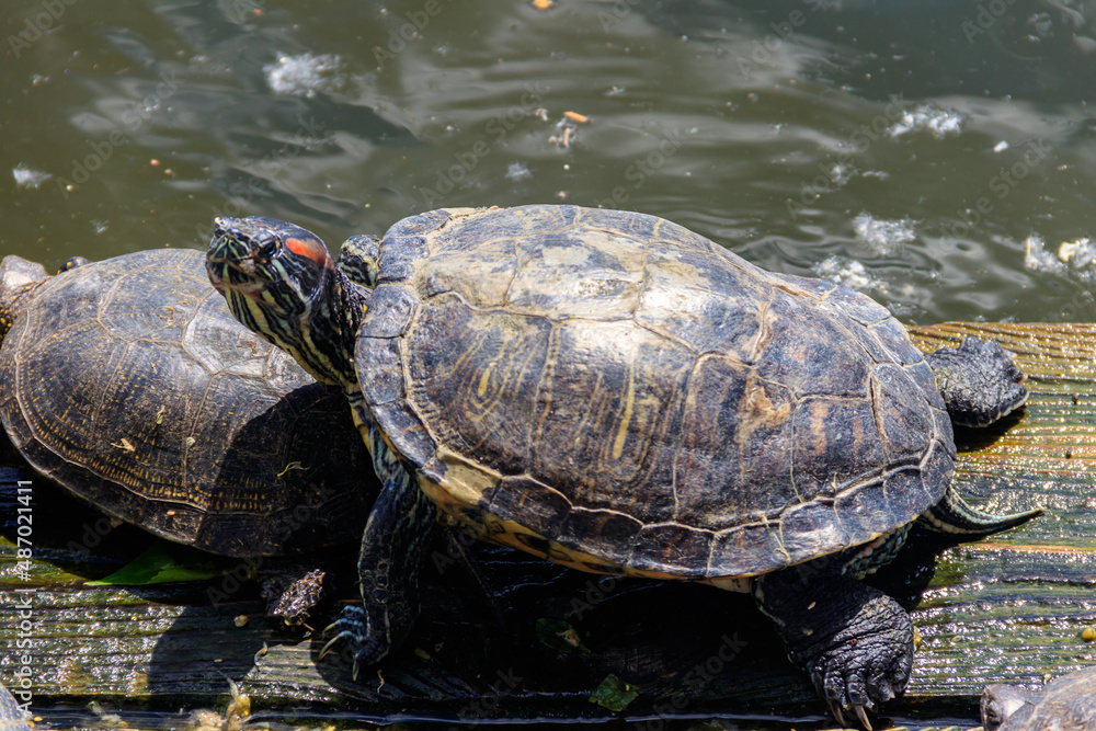 European pond turtle (Emys orbicularis) European pond turtle (Emys orbicularis)