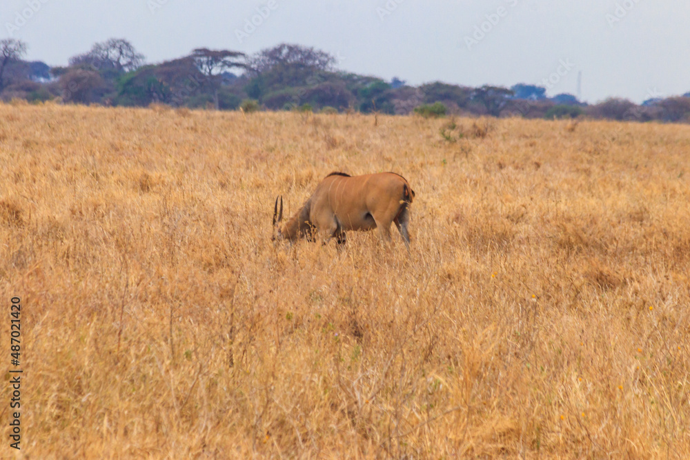 Common eland (Taurotragus oryx), also known as the southern eland or eland antelope, in Tarangire National Park, Tanzania