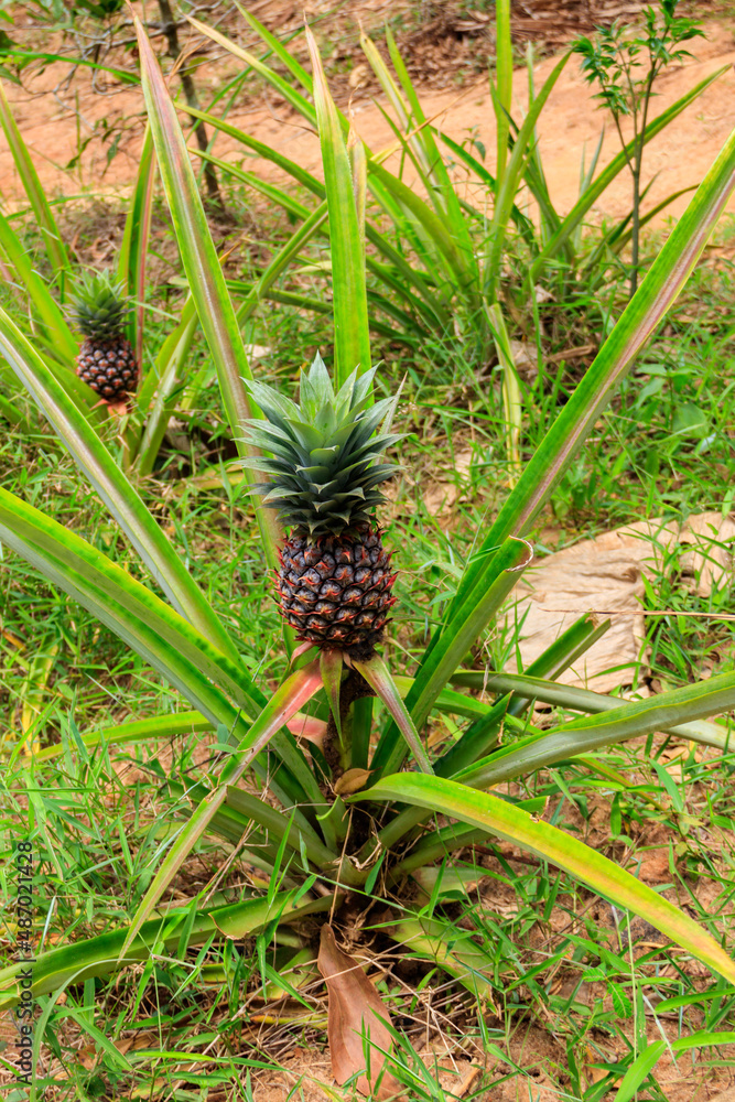 Pineapple plant with unripe fruit growing in the garden Pineapple plant with unripe fruit growing in the garden