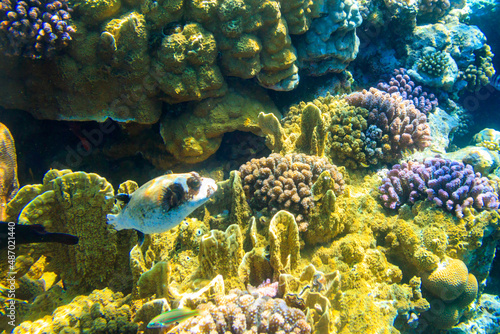 Masked puffer (Arothron diadematus) on coral reef in the Red sea in Ras Mohammed national park, Sinai peninsula in Egypt
