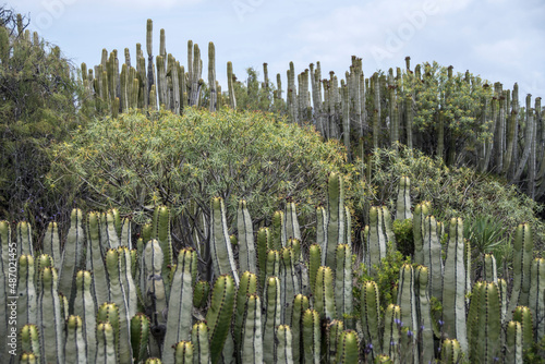 natural spiky green cactuses of Tenerife island photo