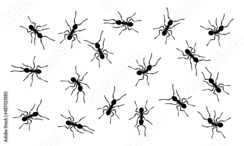 Worker ants trail line flat style design vector illustration isolated on white background. Top view of ants bug road trail marching in the line row. Pest control or insect searching concept. © Konstantin