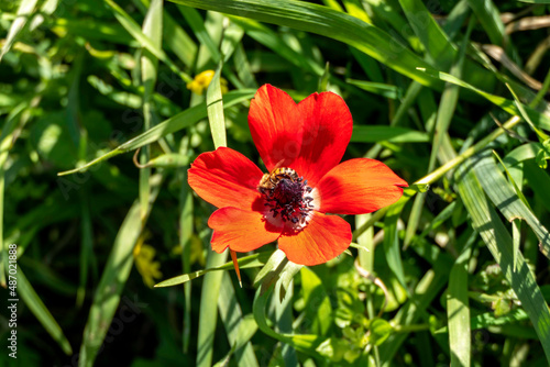 Top view of red anemone flower closeup on a background of green grass in sunlight