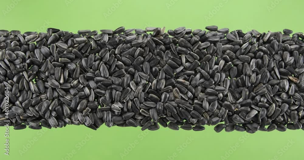 Line made from sunflower seeds top view. Slider shot. Isolated Line made from sunflower seeds top view. Slider shot. Isolated
