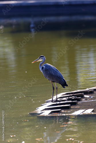 Gray heron near to the water