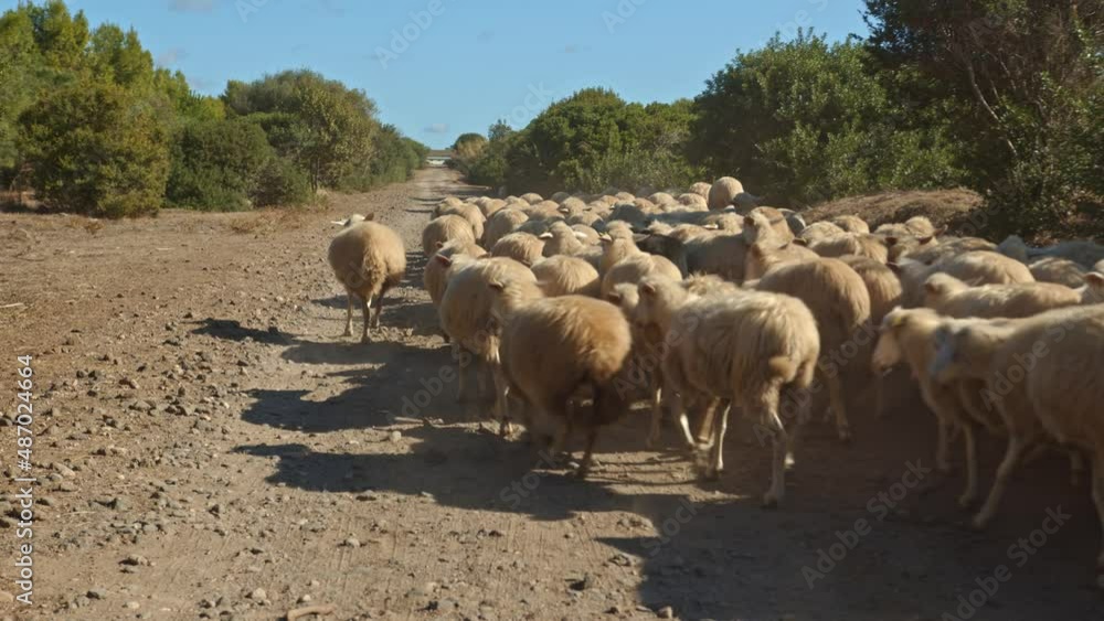 Massive herd of sheep walking and running on gravel road, motion shot Massive herd of sheep walking and running on gravel road, motion shot