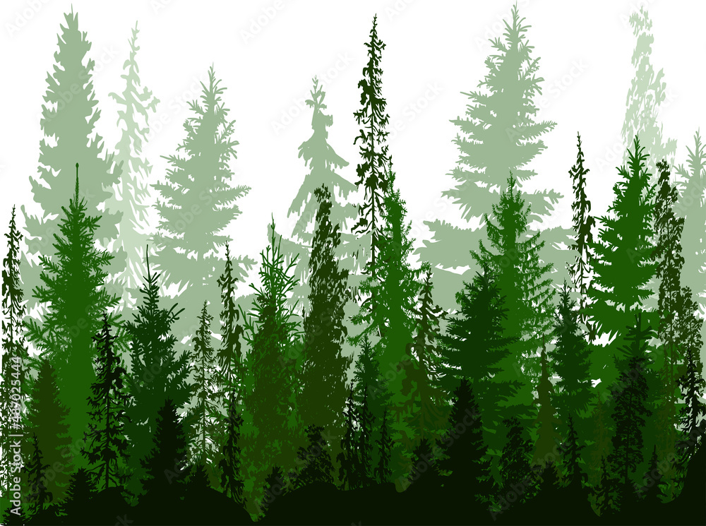 Fototapeta premium fir trees green high forest isolated on white