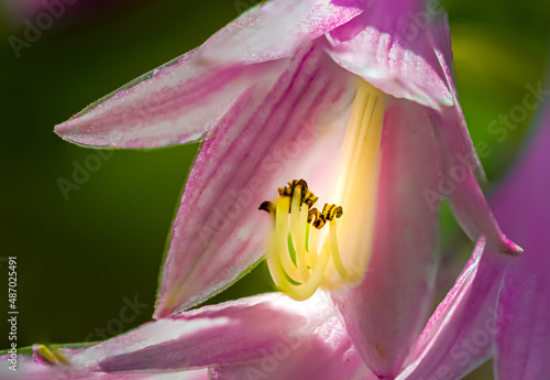 Wallpaper Mural close up of a flower Torontodigital.ca