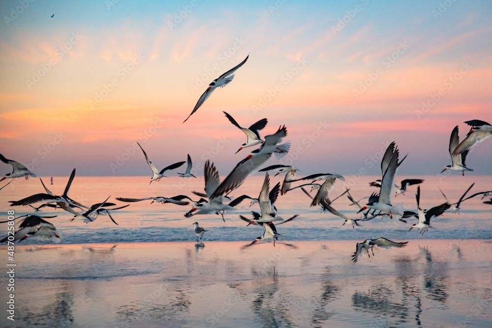 custom made wallpaper toronto digitalbirds on the beach