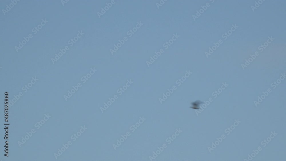 Gull birds flying in formation in the winter sky of England team work against the wind UK 4K Gull birds flying in formation in the winter sky of England team work against the wind UK 4K