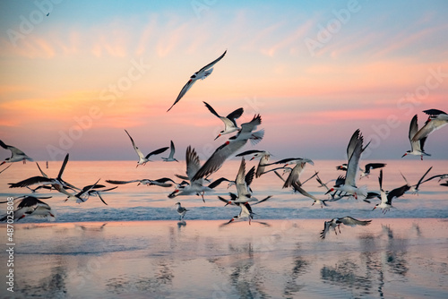 Wallpaper Mural birds on the beach Torontodigital.ca