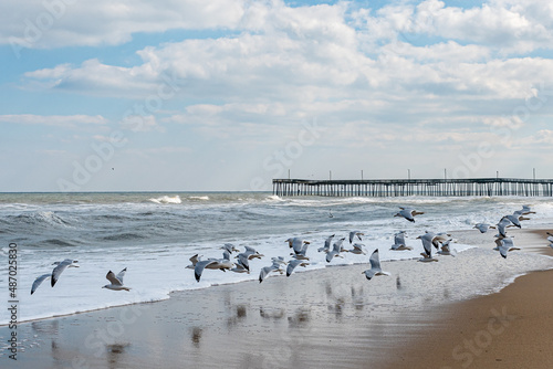 seagulls at the beach © Christopher Cagney
