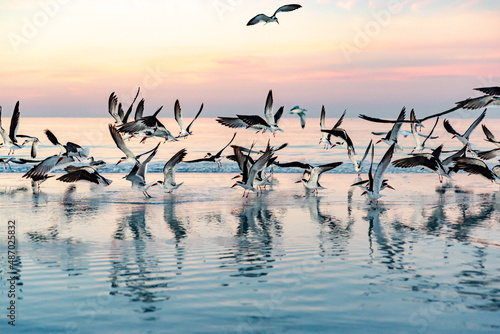 Wallpaper Mural birds in flight  Torontodigital.ca