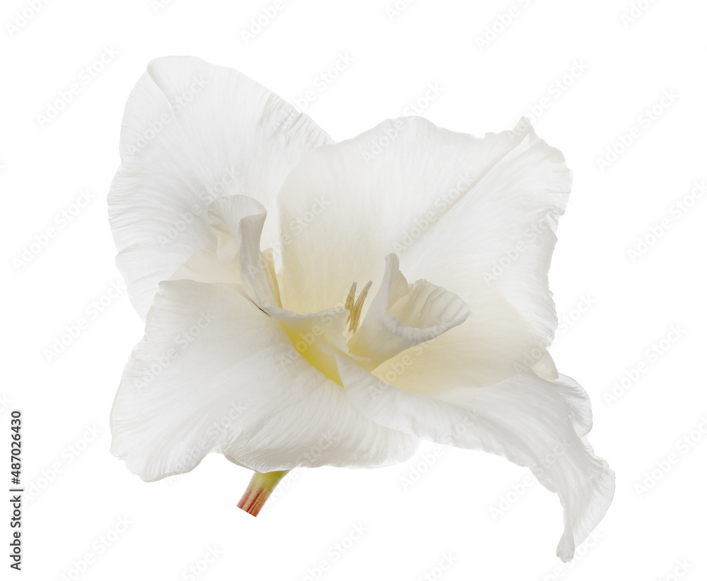 pure white isolated single gladiolus bloom