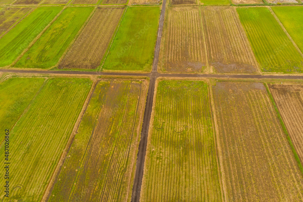 田園風景　Typical rural landscape (rice field) 