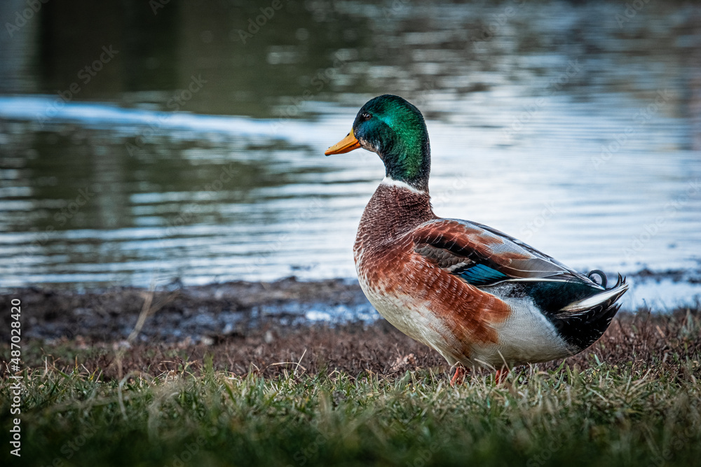 duck on the water duck on the water