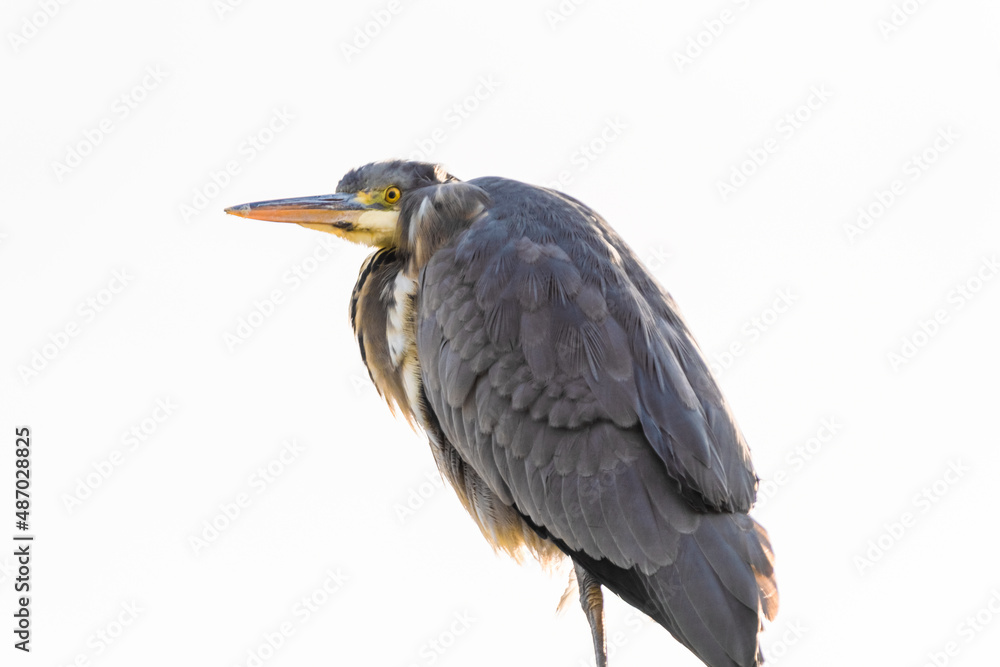 Fototapeta premium great blue heron