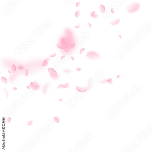 Sakura petals falling down. Romantic pink flowers corner. Flying petals on white square background. Love, romance concept. Wondrous wedding invitation.