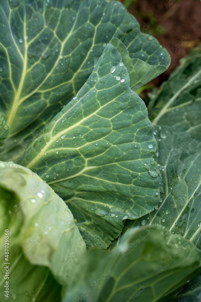 Organic vegetables grown in the garden
