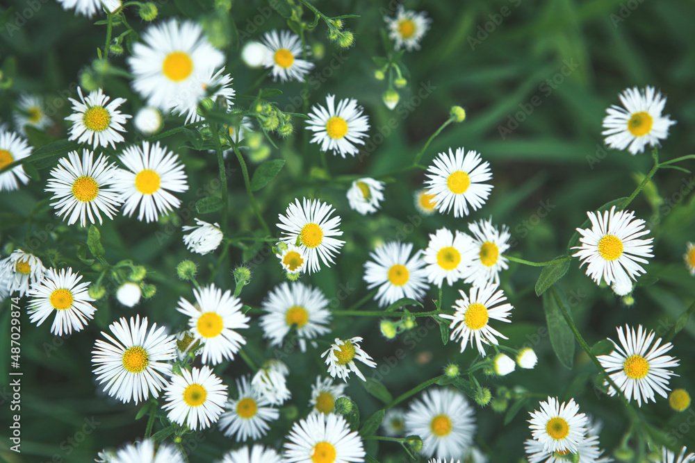 Soft focused nature scene with blooming Summer Daisies. Summer meadow with chamomile flowers. Dark green moody spring flower pattern background. Alternative medicine, cottage core natural philosophy. Soft focused nature scene with blooming Summer Daisies. Summer meadow with chamomile flowers. Dark green moody spring flower pattern background. Alternative medicine, cottage core natural philosophy.