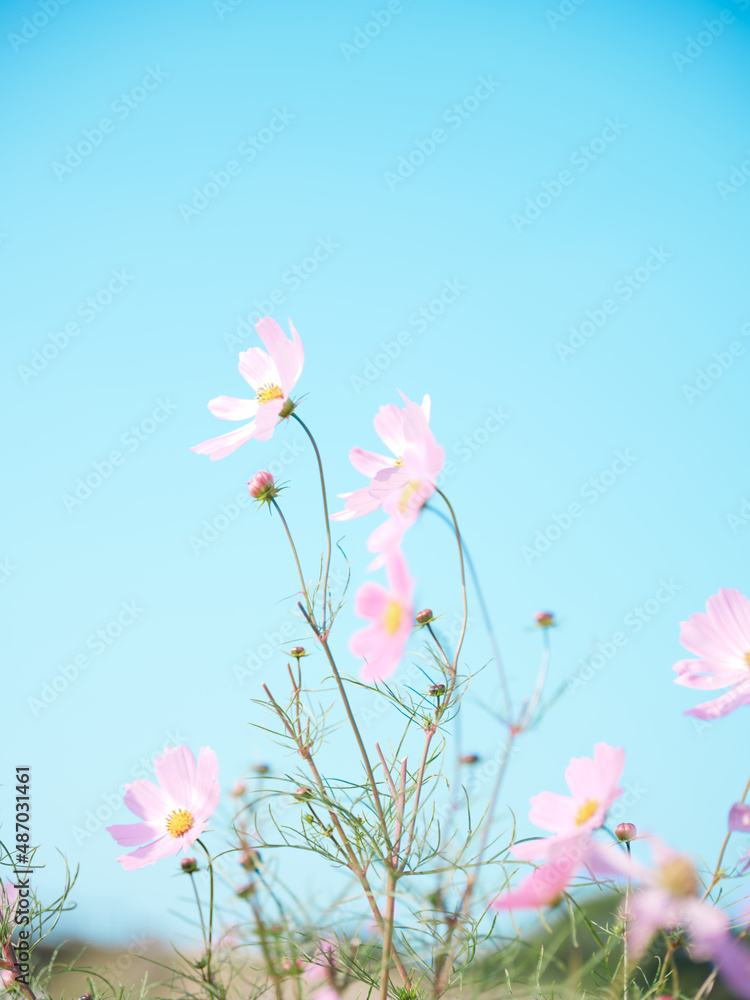 秋桜 秋桜