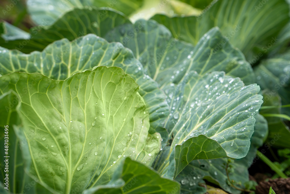 Organic vegetables grown in the garden Organic vegetables grown in the garden