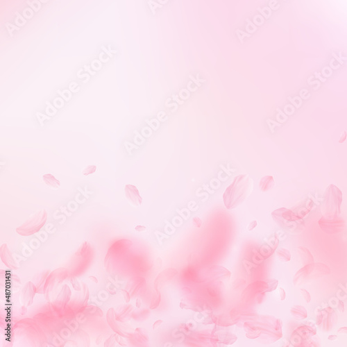 Sakura petals falling down. Romantic pink flowers gradient. Flying petals on pink square background. Love, romance concept. Unusual wedding invitation.