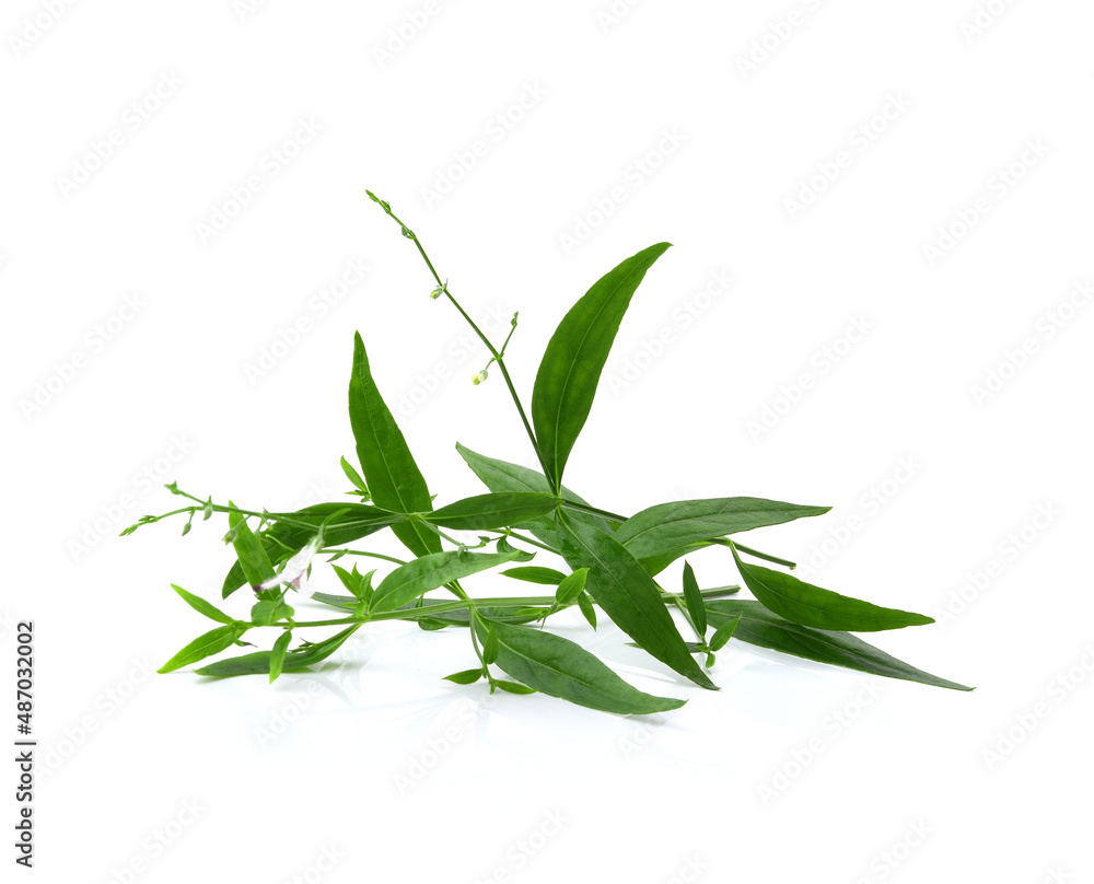 Obraz premium Andrographis paniculata plant on white background