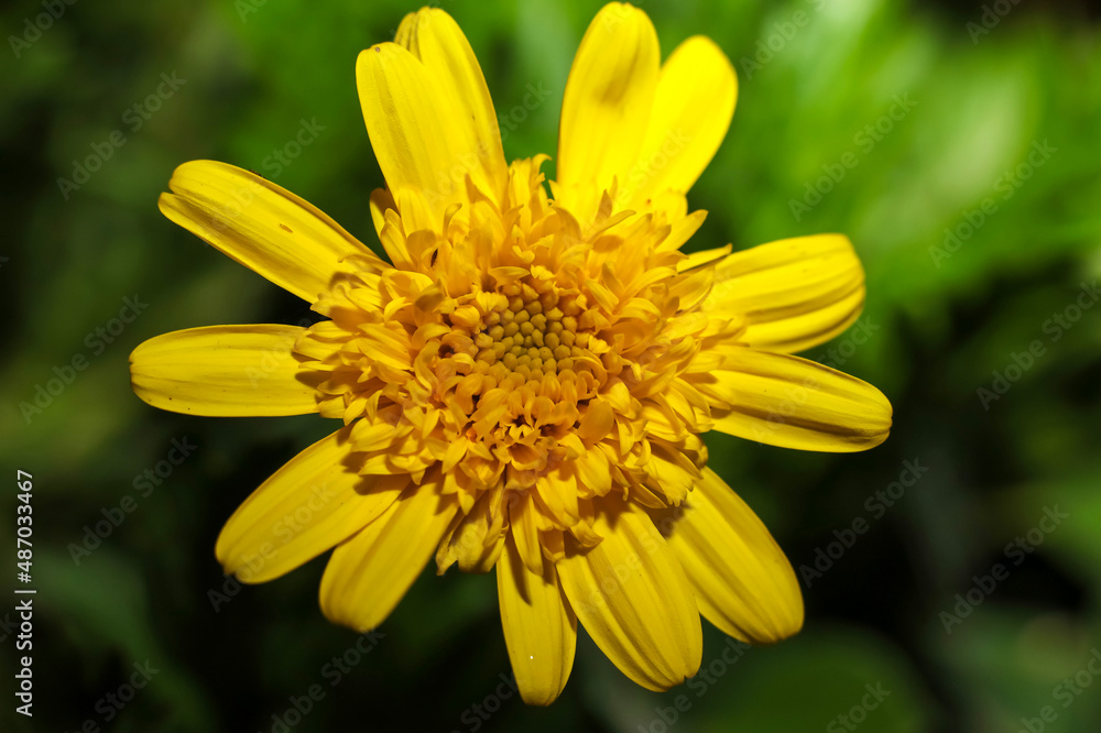 An African Bush Daisy ; overhead view ; close up An African Bush Daisy ; overhead view ; close up