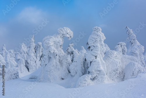Wallpaper Mural Frozen Trees - Beauty of Nature. Trees covered with ice up high in the mountains, Eastern Carpathians. Taken on a ski tour in the day at -20C.
 Torontodigital.ca