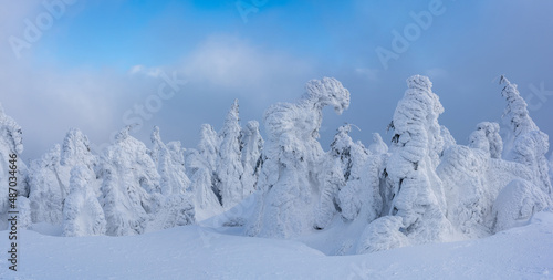 Frozen Trees - Beauty of Nature. Trees covered with ice up high in the mountains, Eastern Carpathians. Taken on a ski tour in the day at -20C. 