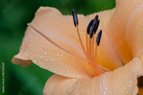 Wallpaper Mural orange lily flower Torontodigital.ca